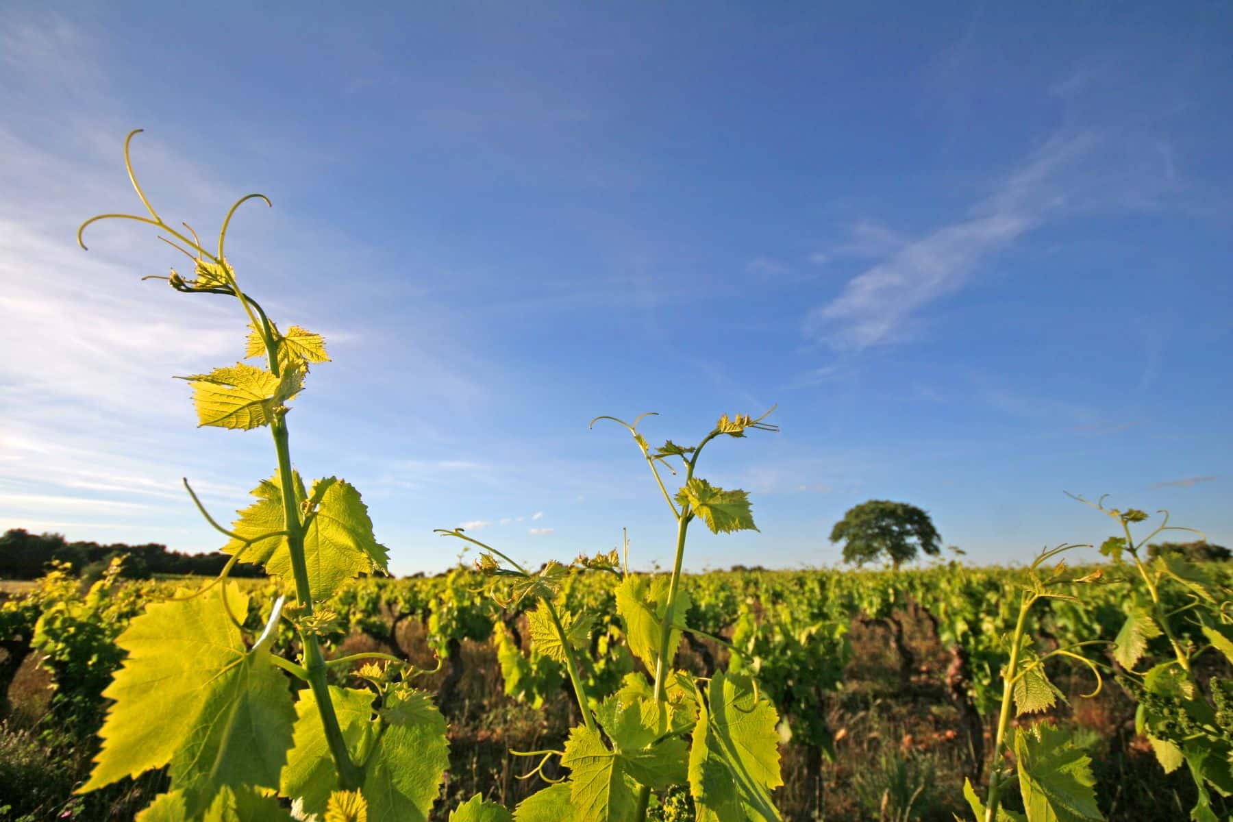 vignes lunel : muscat de lunel