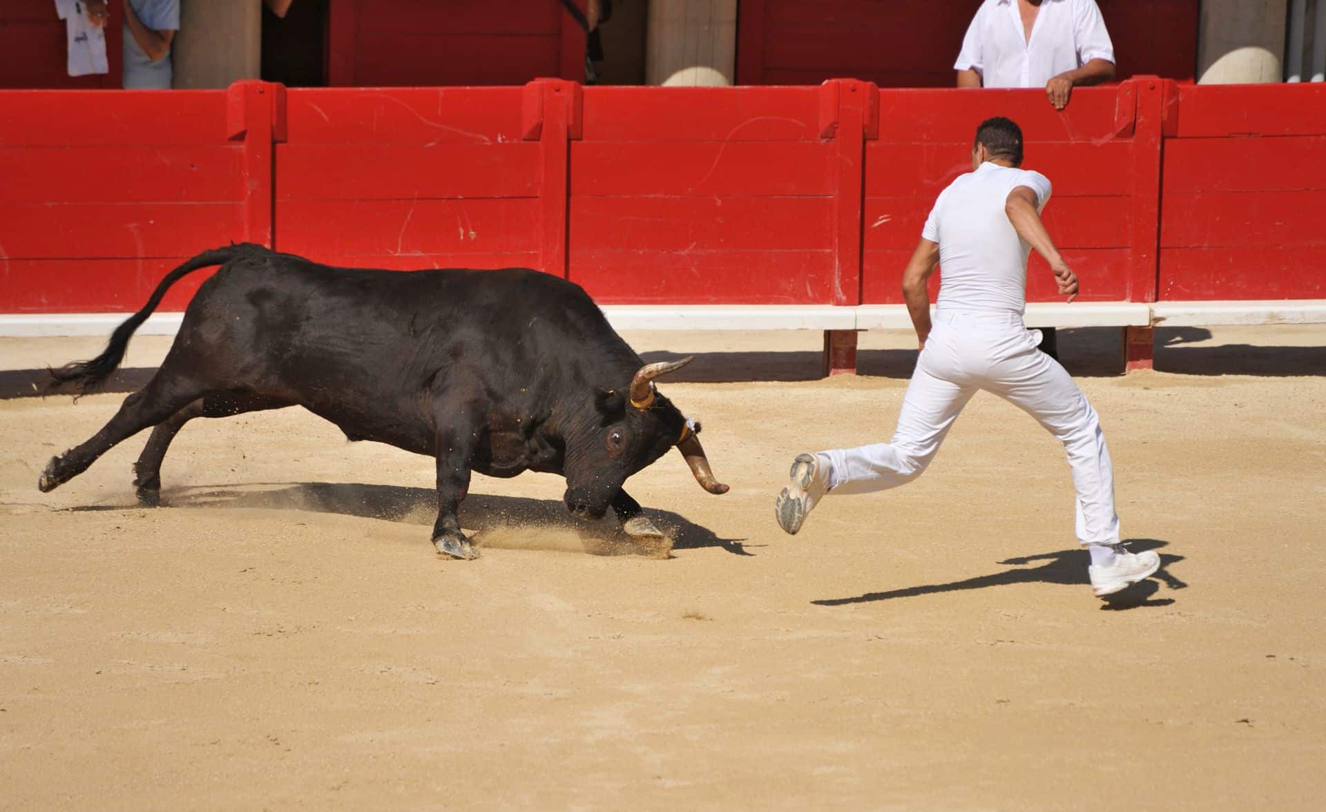 course camarguaise sommières